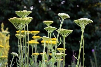 Експромт у травах