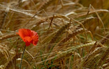 Скоро липню в путь