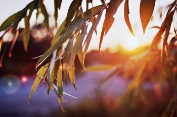 Палає сонцем небосхил