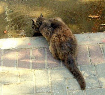 Монолог бомжа