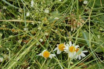 Шепіт скошеної трави