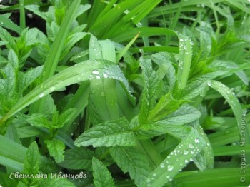 ПІСНЯ М`ЯТНОГО ДОЩУ