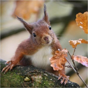 Коли я не бажаю