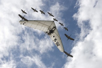 Перелітний легіт