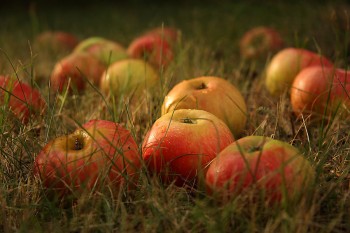 Цілунок яблучної казки