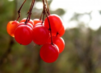 Самотня калина