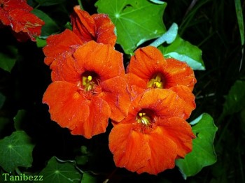 Зоряні настурції