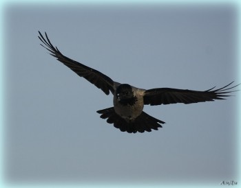 Воронячий шал