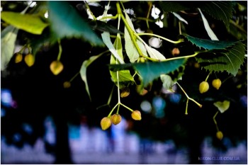 Причаїлася ніч під липами