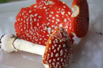 НАСТОЯНКА З МУХОМОРІВ