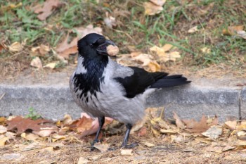 ГОРІХОВІ ПРОПОРЦІЇ