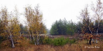 Осінь вже потроху золотіє...