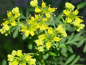 Біля мого двору рута зеленіє