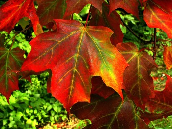 Осіння румба