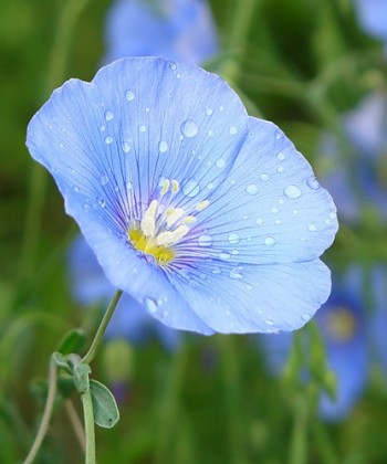 Сіє мама льон