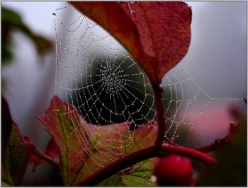 ТРИВОЖНИЙ НОКТЮРН