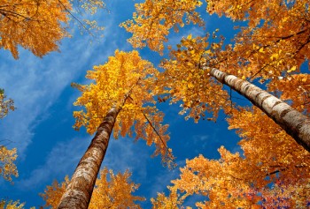 ОСІНЬ ЗОЛОТА