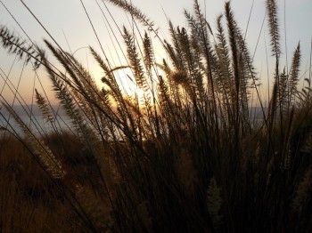 Мовчазний ноктюрн