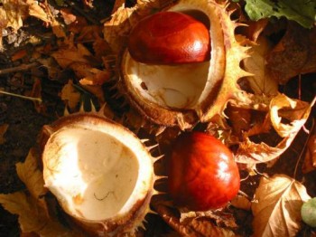 КАШТАНОВІ НАСТРОЇ