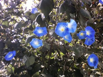 ЗА СИНІМИ МРІЯМИ