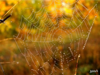 Казкове павутиння