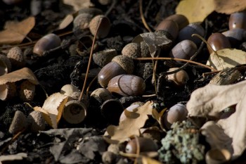 Самотній Голосіївський ноктюрн