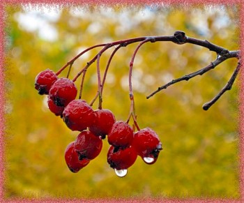 Осінні холоди