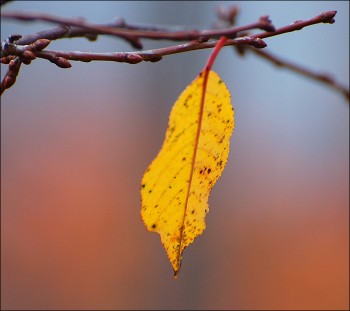 А чи затримається Осінь ця на мить ще?
