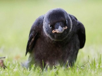 про птаха щастя