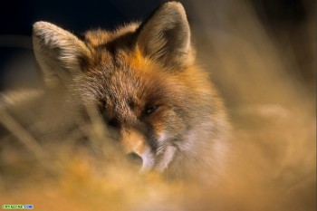 ПІСНЯ ГОЛОДНОЇ ЛИСИЧКИ