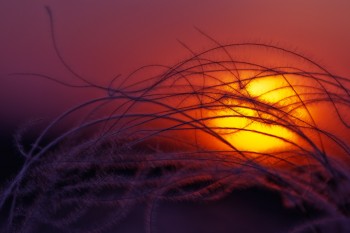 Заплуталося сонце