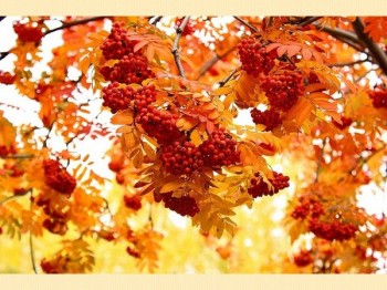 НЕ ПЛАЧ, ОСЕНЕ…