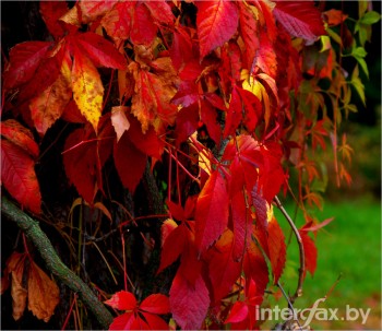 Дикий виноград