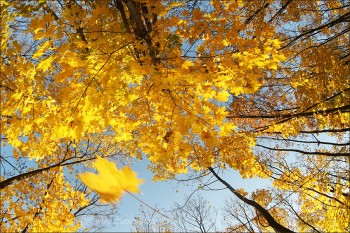 ЗОЛОТИЙ ГОБЕЛЕН