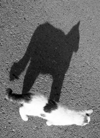 Монолог тіні