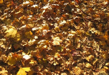 Прислухайтесь, як листя шелестить...