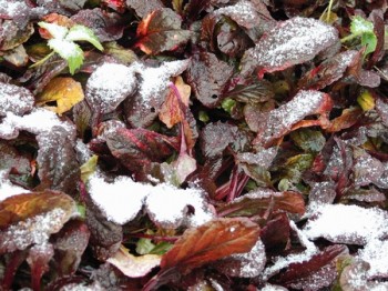 Перше срібло