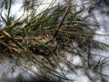 Розталий сніг