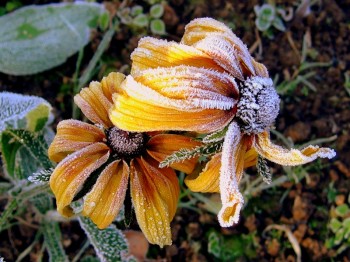 РУДБЕКІЯ В СНІГУ