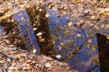 ЛИСТОПАДОВИЙ КОКТЕЙЛЬ