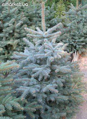 Заховались в тумані пухнасті блакитні ялинки...