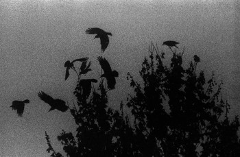 Осінь в тумані