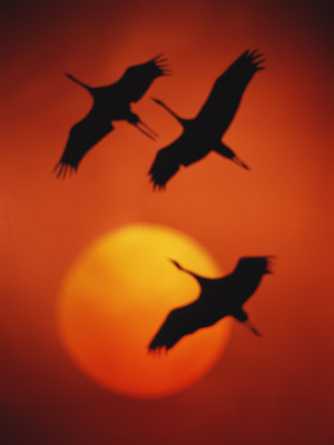 Перелітний птах