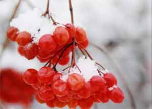 Осінь зиму причарувала