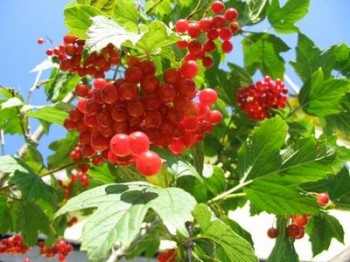 Колише вітер у лузі калину