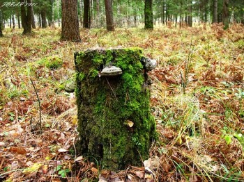 Листопад сів на пеньку
