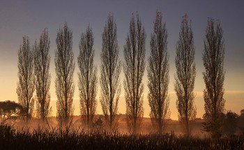 ТОПОЛИНИЙ ВІРШ