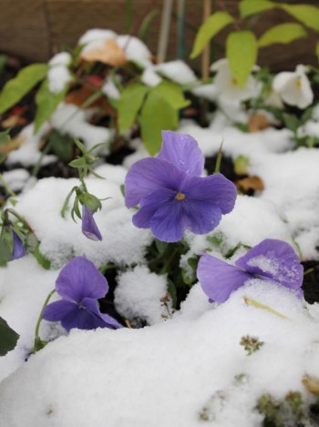 Осіння віола