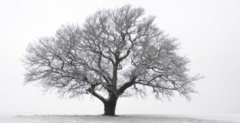 Дерева засинають...