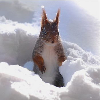 Кучугурний сон